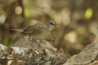Siberian Rubythroat (Calliope calliope) female, Doi Lang, Thailand