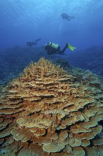 Intact living colony of stony corals hard corals corals (Acropora) reef-building corals coral block