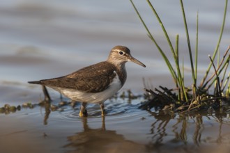 Common Sandpiper (Actitis hypoleucos), Schleswig-Holstein, Germany