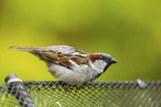 House sparrow (Passer domesticus) sitting on a fence, Bavaria, Germany