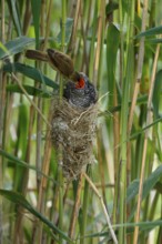 Common Cuckoo & Eurasian Reed Warbler (Cuculus canorus & Acrocephalus scirpaceus) Eurasian Reed