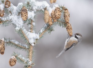 Boreal Chickadee (Poecile hudsonicus), Alaska, USA
