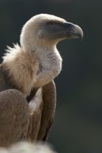 Griffon Vulture (Gyps fulvus), Castile and Leon, Spain
