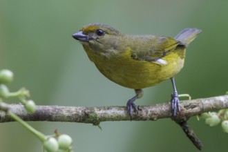 Violaceous Euphonia (Euphonia violacea) perched on a branch in the Atlantic rainforest of southeast