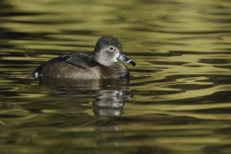 Ring-necked Duck (Aythya collaris) female, Arizona, USA