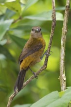 Passerini's Tanager (Ramphocelus passerinii) female, Costa Rica
