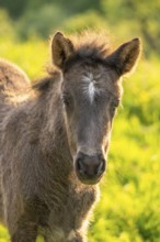 Icelandic horse in a meadow, foal, grey, portrait. Evening, golden hour, backlight. Germany