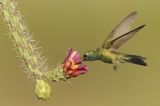 Broad-billed Hummingbird (Cynanthus latirostris), Arizona, USA