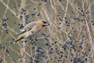 Bohemian Waxwing (Bombycilla garrulus) feeding on berries, North Rhine-Westphalia, Germany