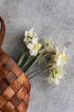 From above, white daffodils gently lie next to a woven wicker basket on a textured gray background,