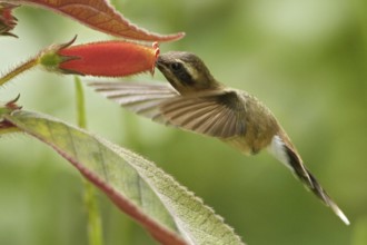 Stripe-throated Hermit (Phaethornis striigularis), Trinidad and Tobago