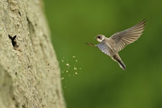 Sand martin (Riparia riparia), approaching the breeding tube, Reussegg nature reserve, Canton