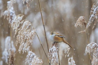 Bearded Reedling (Panurus biarmicus) female perched in reedbed, Baden-Wuerttemberg, Germany