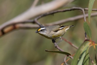 Striated Pardalote (Pardalotus striatus substriatus), Victoria, Australia