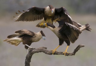 Crested Caracara (Caracara cheriway)