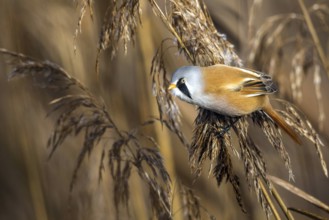 Bearded tit (Panurus biarmicus), songbird, chickadee, Federsee lake, Baden-Württemberg, Federal