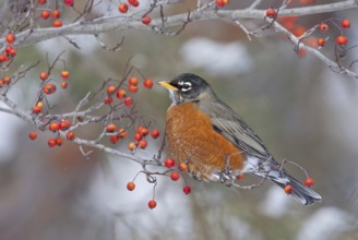 American Robin (Turdus migratorius), Ohio, USA