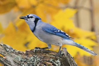 Blue Jay Cyanocitta cristata Minneapolis, Minnesota, USA 1 November Adult Corvidae