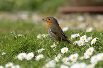 European robin (Erithacus rubecula) adult garden bird on a grass lawn with daisy flowers in spring,