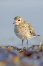 European Golden Plover (Pluvialis apricaria), Schleswig-Holstein, Germany