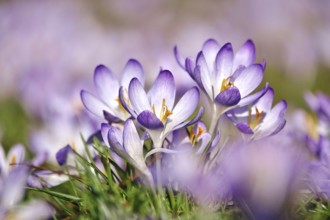 Beautiful crocus flower, early spring, Germany
