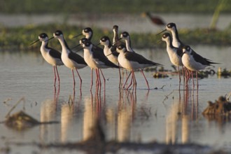 Black-necked Stilt (Himantopus mexicanus), Costa Rica