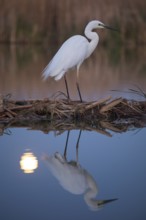 Great Egret (Ardea alba) in moonlight, Subotica, Serbia