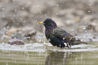 Common Starling (Sturnus vulgaris) bathing, Saxony, Germany