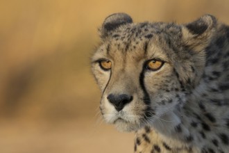 Cheetah (Acinonyx jubatus) adult portrait, Castile-La Mancha, Spain