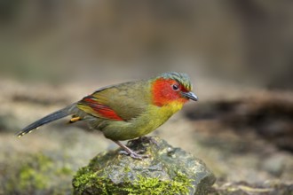 Red-faced Liocichla (Liocichla phoenicea), Yunnan, China