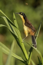 Black-capped Donacobius (Donacobius atricapillius) perched on a branch in the Pantanal region of