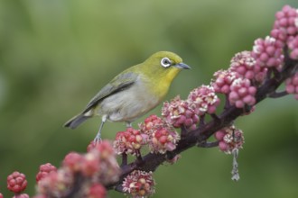 Japanese White-eye (Zosterops japonicus), Hawaii, USA