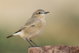 Isabelline Wheatear (Oenanthe isabellina), Negev, Israel