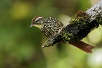 Pearled Treerunner (Margarornis squamiger) perched on a branch in the Andes Mountains of Colombia