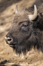 European bison (Bison bonasus) on a meadow, Bavaria, Germany
