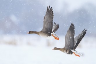 Greater White-fronted Goose (Anser albifrons) juvenile flying, North Rhine-Westphalia, Germany