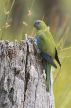 Turquoise Parrot (Neophema pulchella) female perched on a stump, Victoria, Australia