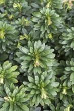 Spurge (Euphorbia amygdaloides var. robbiae)