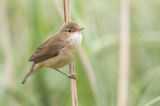Eurasian Reed Warbler (Acrocephalus scirpaceus) in reeds, Poland