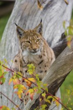 One Eurasian lynx (Lynx lynx) sits on a sloping dead tree, hidden behind autumn leaves
