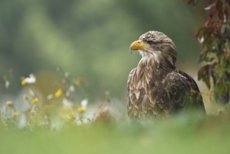 White-tailed Eagle (Haliaeetus albicilla), Germany