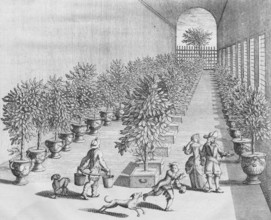 Growing, cultivating and overwintering citrus fruits, detail, copperplate engraving from
