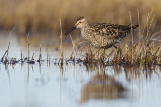 Stilt Sandpiper (Calidris himantopus) feeding in a shallow pond near Churchill, Manitoba, Canada