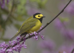 Hooded Warbler (Setophaga citrina) male, Ohio, USA
