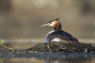 Great Crested Grebe (Podiceps cristatus) on nest, North Rhine-Westphalia, Germany