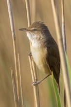 Reed warbler, (Acrocephalus arundinaceus), reedbed perch, biotope, habitat, animals, birds,
