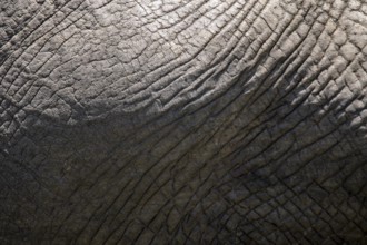 This image features a close-up view of the textured skin of an elephant, highlighting the intricate