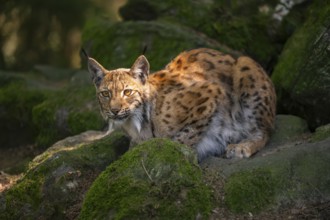 Eurasian lynx (Lynx lynx) lying on a rock in a forest, Bavaria, Germany