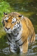 Siberian tiger (Panthera tigris tigris) walking in a lake, captive, Germany