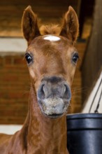 A close up image of a young foal with bright eyes in a stable, capturing its curious and gentle